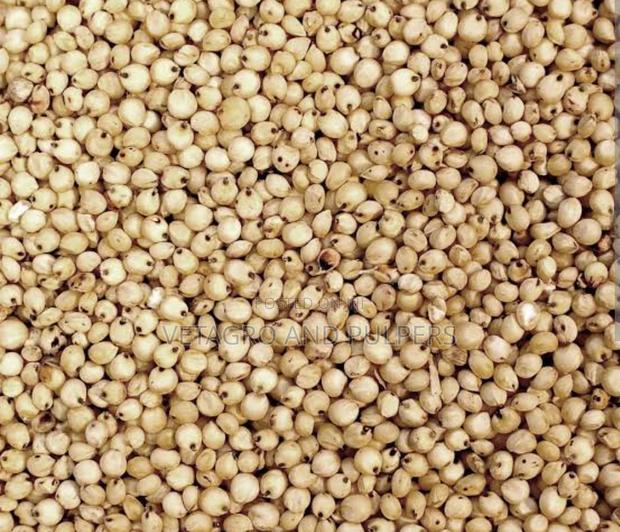 Ramses White Sorghum - thumbnail 2