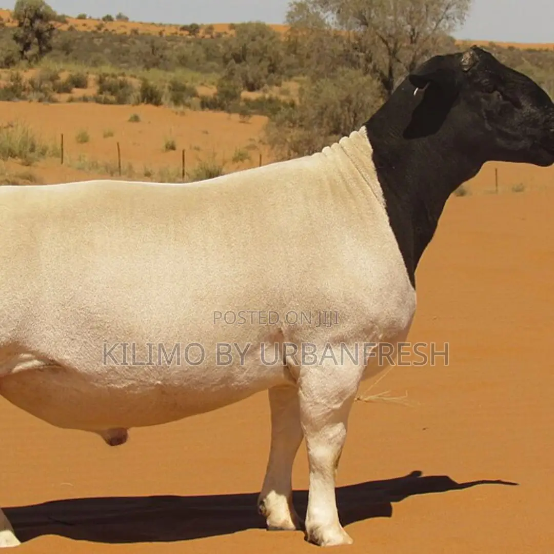 Ram (Direct Import From South Africa.)