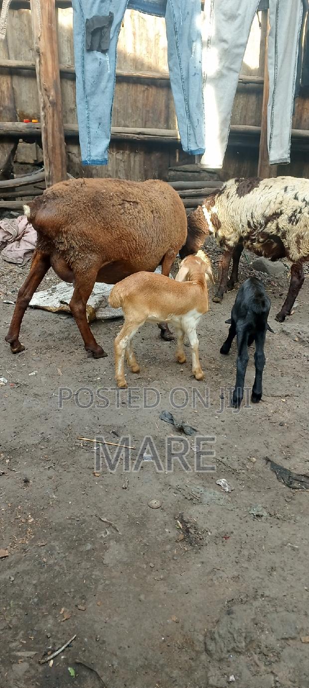 Marez Meat - thumbnail 2