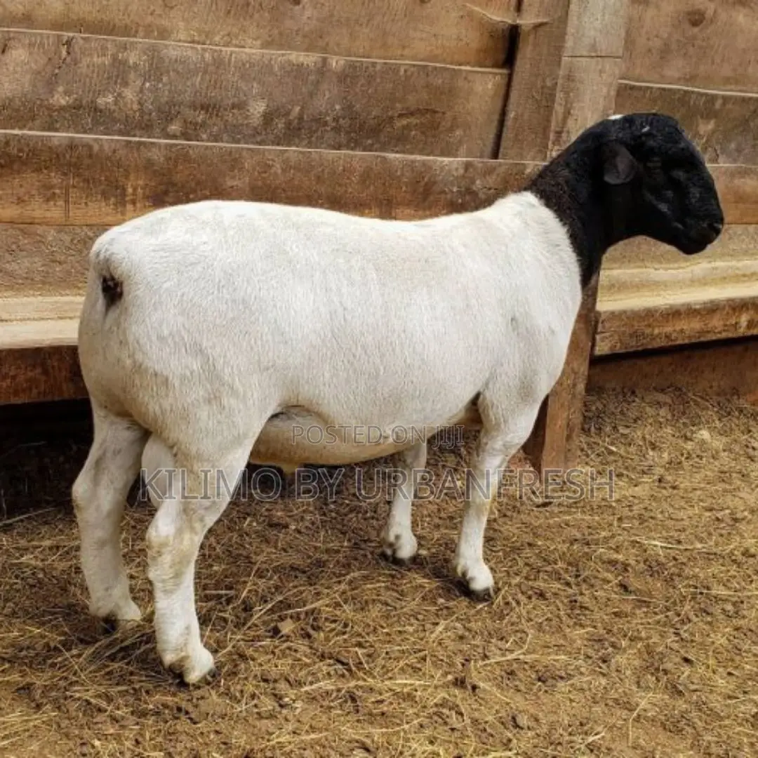 Ewe (Direct Import From South Africa)