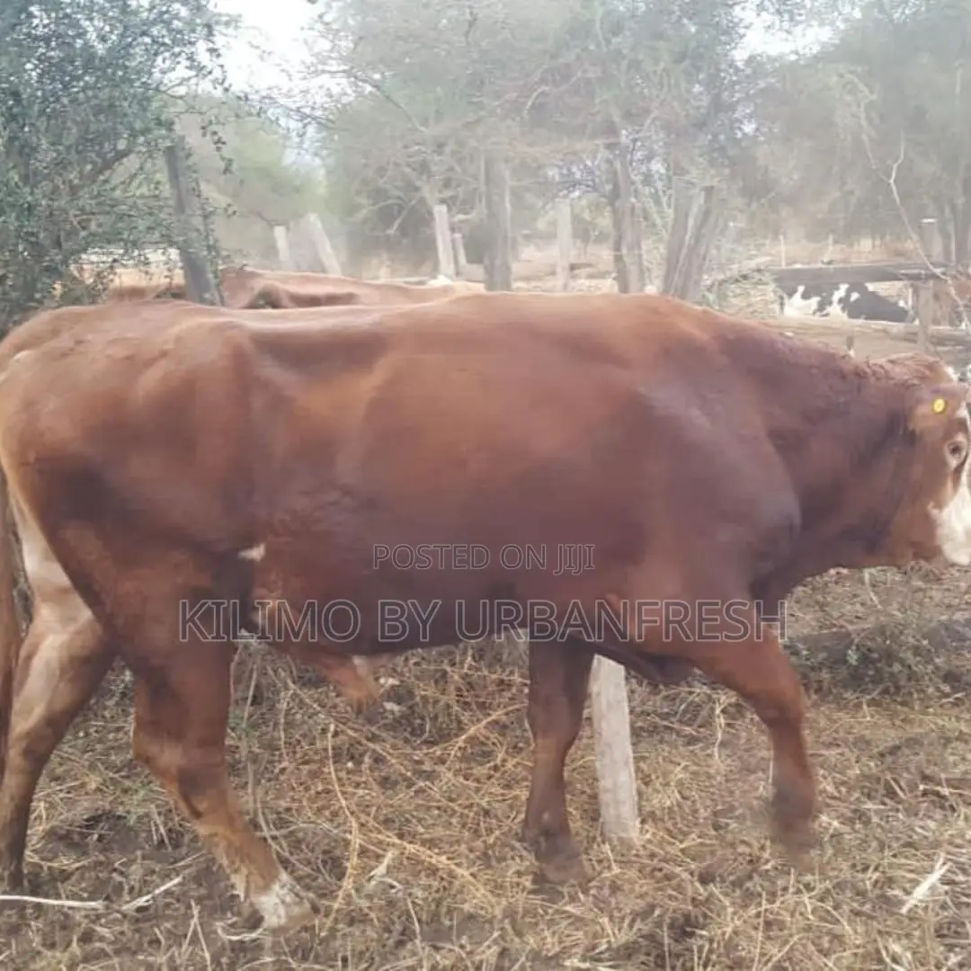 Sahiwal Breeding Bulls