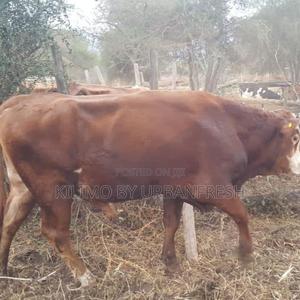 Sahiwal Breeding Bulls - thumbnail 2