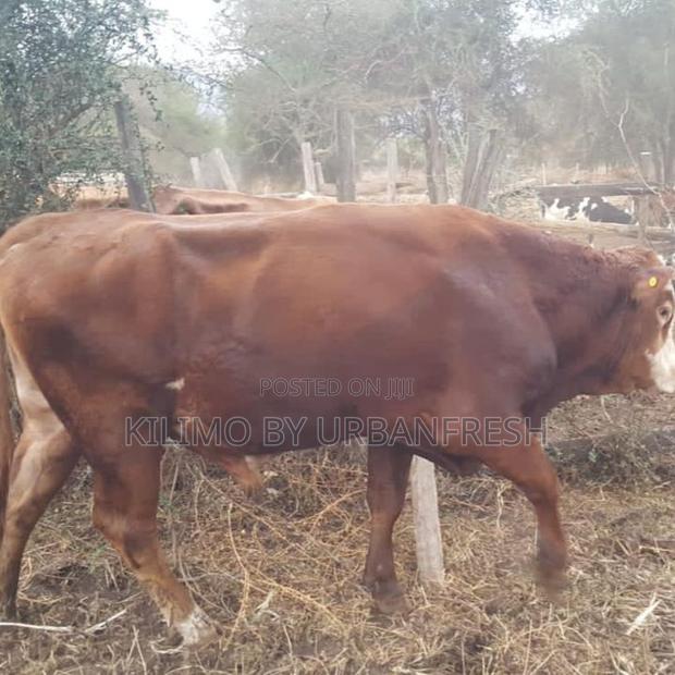 Sahiwal Breeding Bulls - main view
