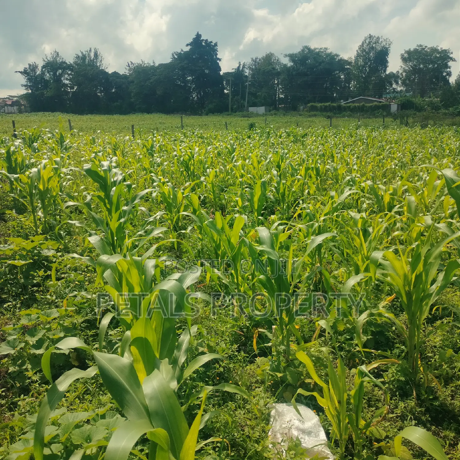 1/4 Plot for Sale in Mercy Njeri