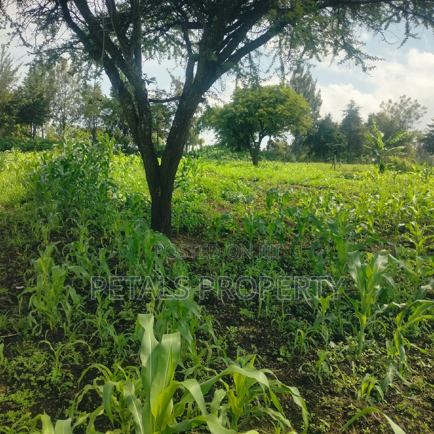 1/4 Plot for Sale in Mercy Njeri