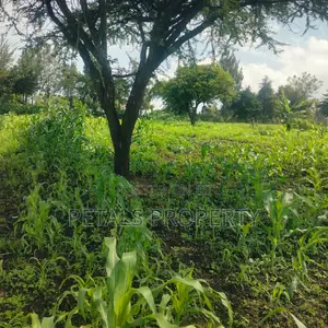 1/4 Plot for Sale in Mercy Njeri