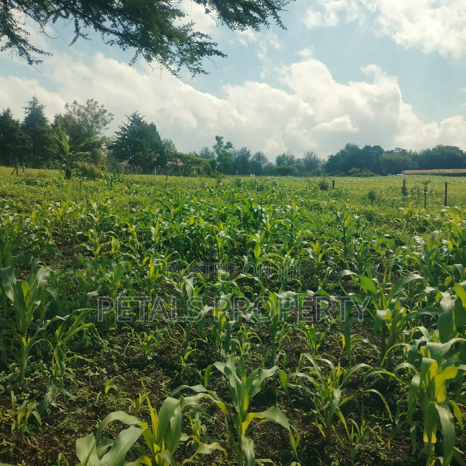 1/4 Plot for Sale in Mercy Njeri