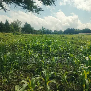 1/4 Plot for Sale in Mercy Njeri