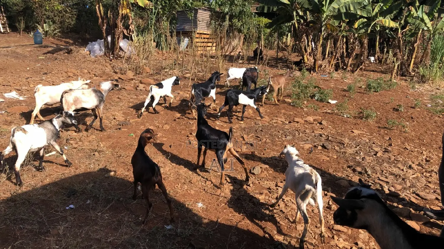 Goats on Sale