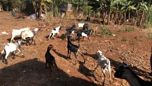 Goats on Sale