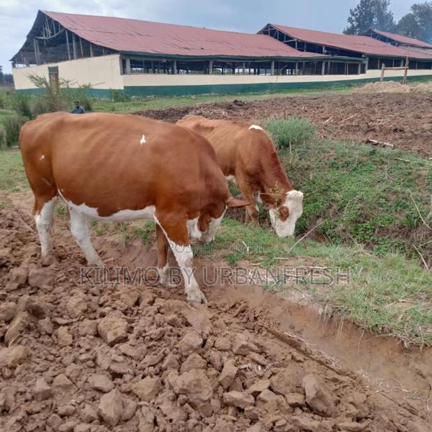 Sahiwal Incalf - main view