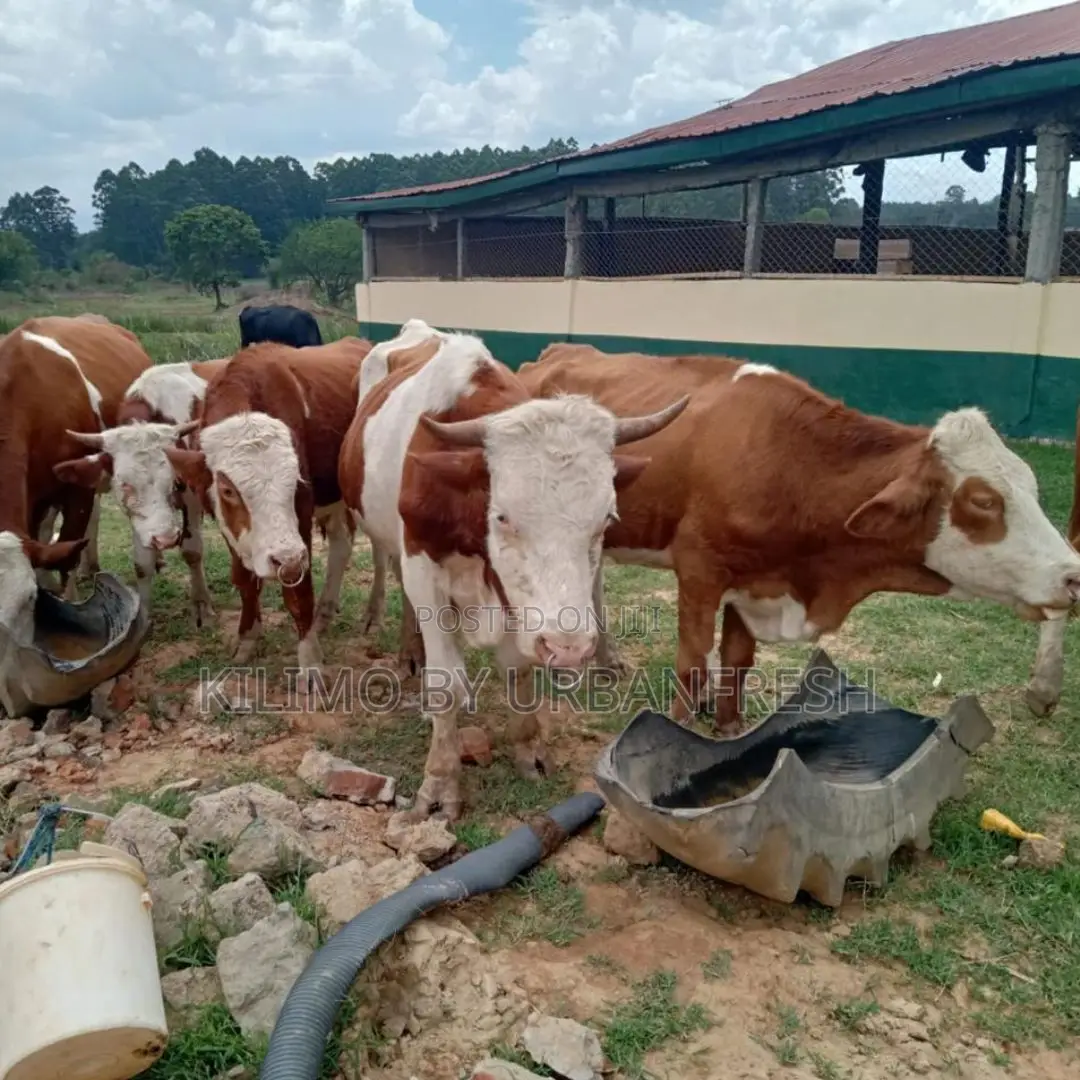 Mature Cows