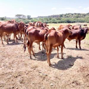 Sahiwal Bull - thumbnail 2