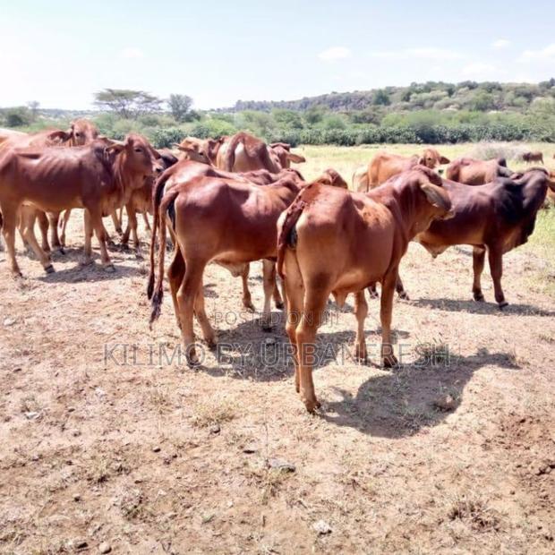 Sahiwal Bull - main view