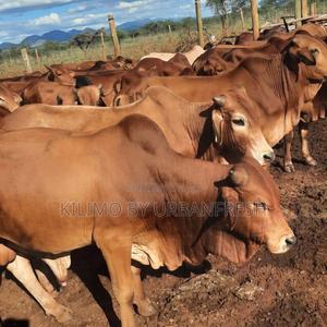 Mature Bulls - thumbnail 2