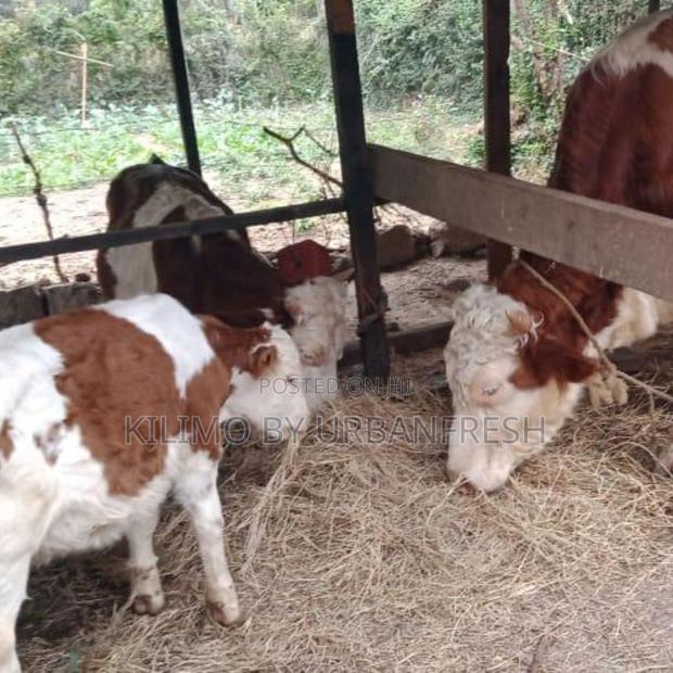 Fleckvieh Calves - main view