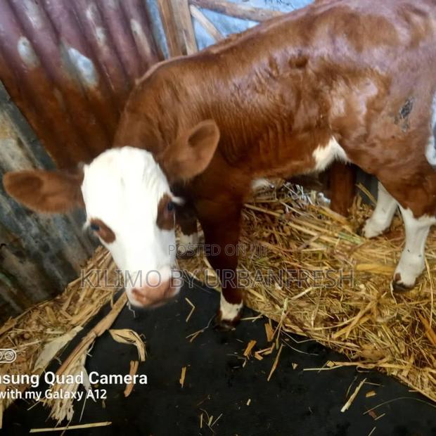 Fleckvieh Heifer - main view