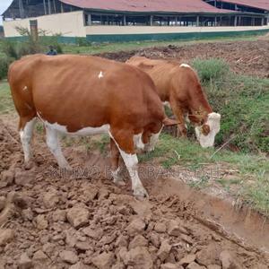 Fleckvieh Incalf - thumbnail 2