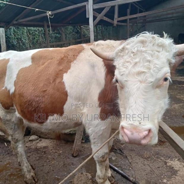 Mature Fleckvieh Cow - main view