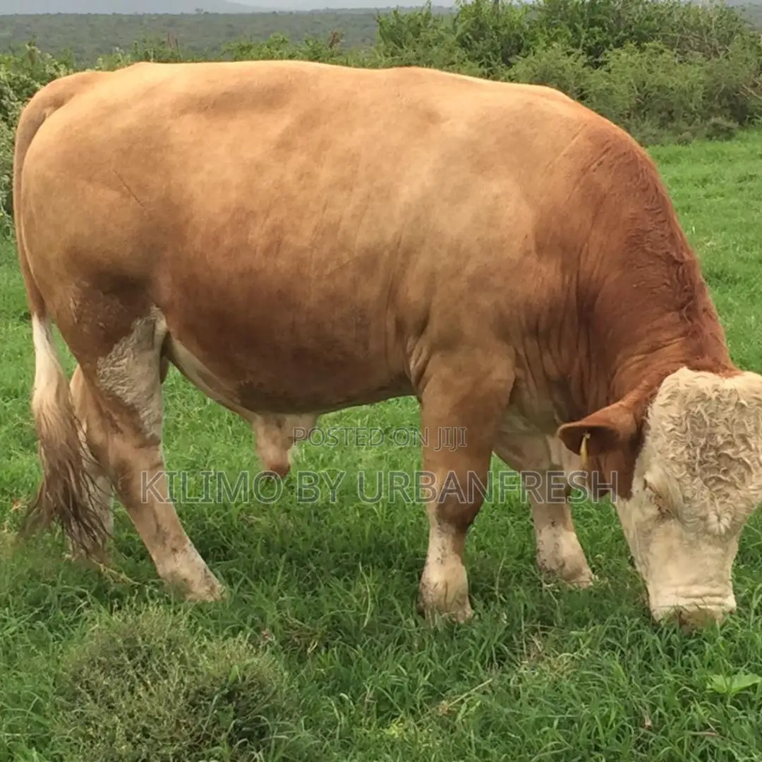 Fleckvieh Mature Breeding Bulls