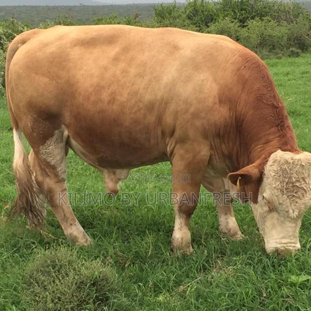 Fleckvieh Mature Breeding Bulls