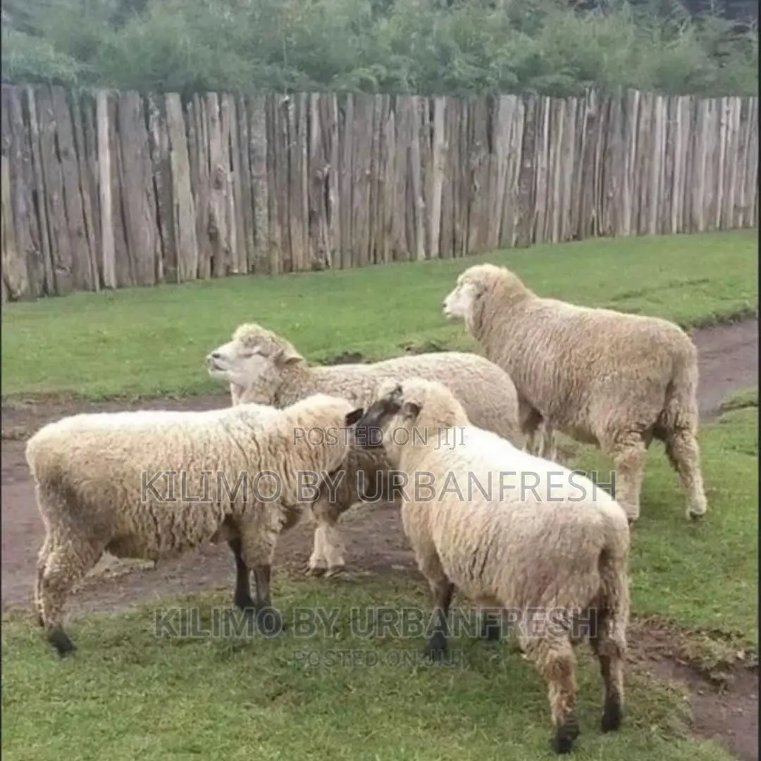 Hampshire Sheep (4 Months Old)