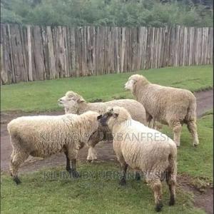 Hampshire Sheep (4 Months Old) - thumbnail 2