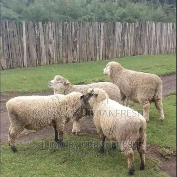 Hampshire Sheep (4 Months Old) - main view