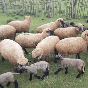 Hamphire Sheep (6 Months Old) - thumbnail 2