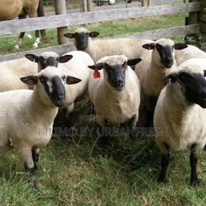 Hamphire Sheep(8 Months Old) - thumbnail 2