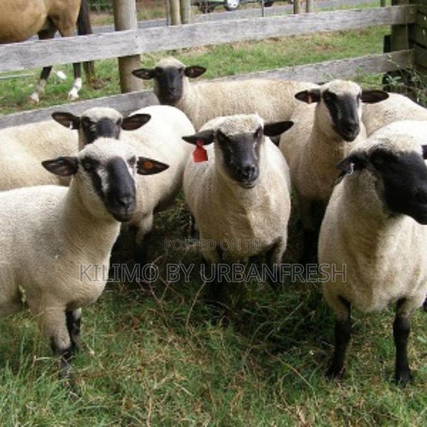 Hamphire Sheep(8 Months Old) - main view