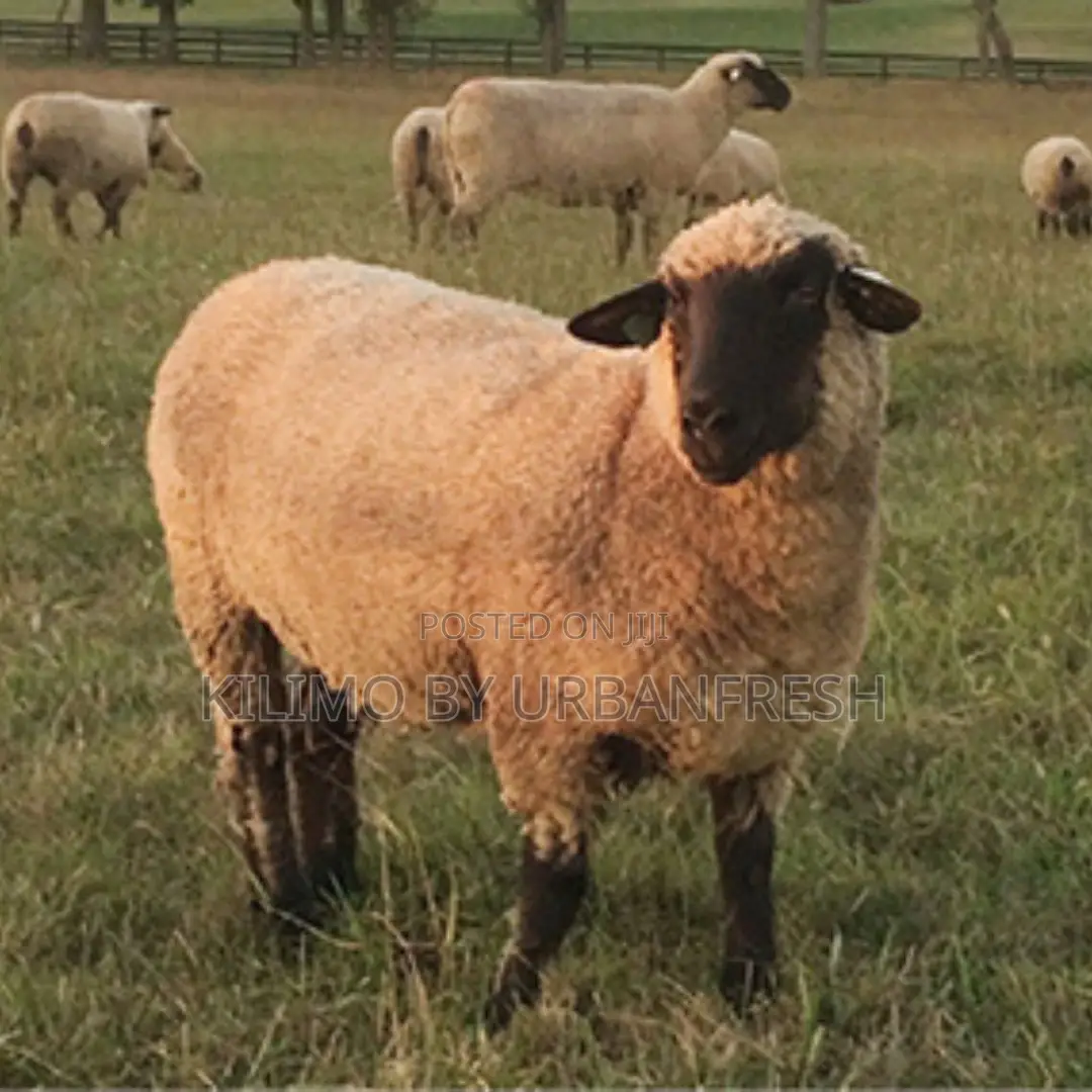Hampshire Sheep (10 Months Old)