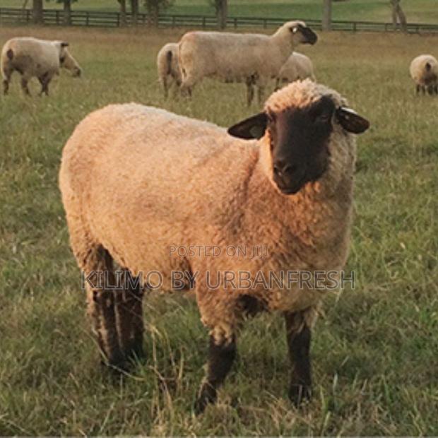 Hampshire Sheep (10 Months Old) - main view
