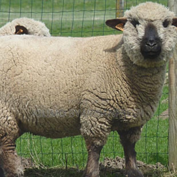 Hamphire Sheep (12 Months Old) - main view