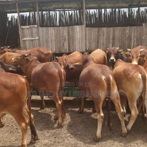 Boran Cattle Calf Bull - thumbnail 2