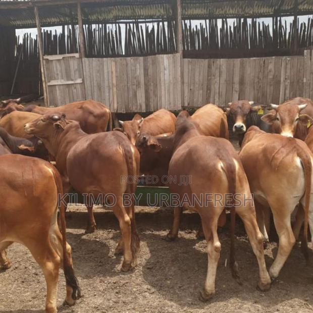 Boran Cattle Calf Bull - main view