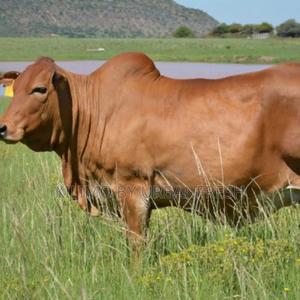 1 Year Old Female Boran Cattle - thumbnail 2