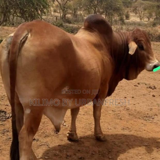 1 Year Boran Male - main view