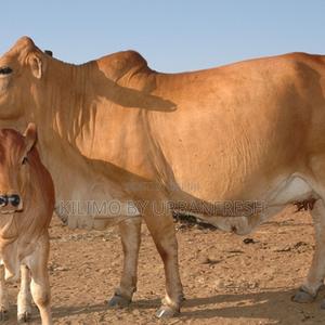 2 Year Boran Female - thumbnail 2