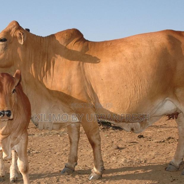 2 Year Boran Female - main view