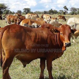 2 Years Boran Male - thumbnail 2