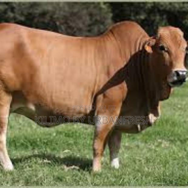 3-4 Years Ready to Serve Female - main view