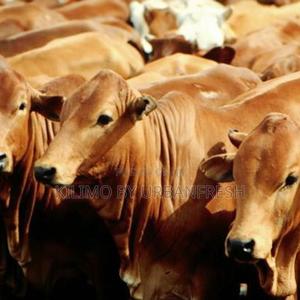Feedlot Bulls : Sahiwal / Boran - thumbnail 2