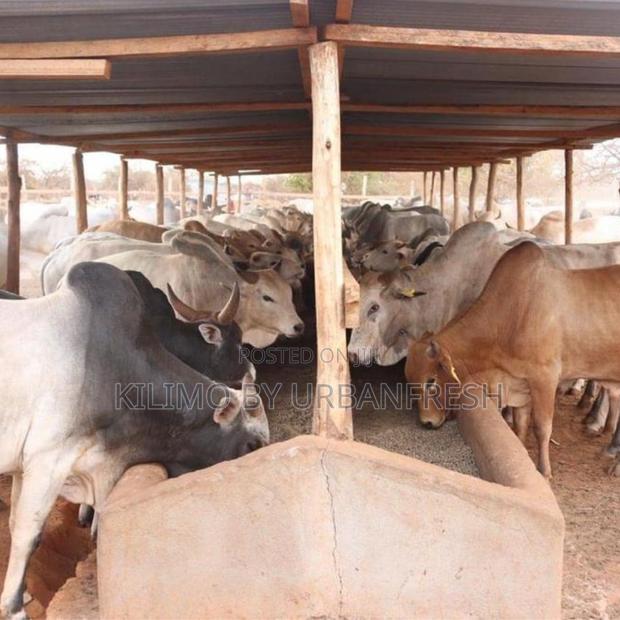 Medium Boran Bulls - main view