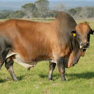 Bulls for Slaughter - thumbnail 2