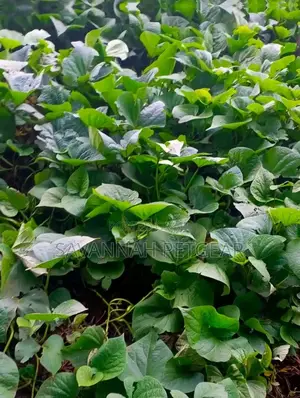 Super Vine K (Sweet Potato Vines) for Livestock Feeds - 100pcs