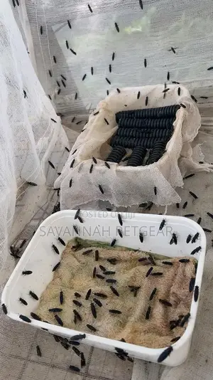 Black Soldier Fly Larvae Live (Bsf) Starter Pack - 1kg