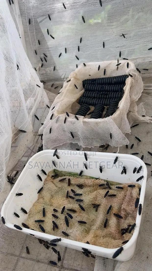 Black Soldier Fly Larvae Live (Bsf) Starter Pack - 1kg