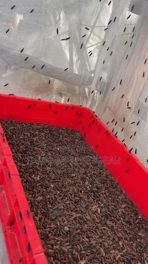 Black Soldier Fly Larvae Live (Bsf) Starter Pack - 1kg