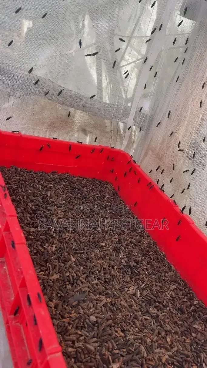 Black Soldier Fly Larvae Live (Bsf) Starter Pack - 1kg